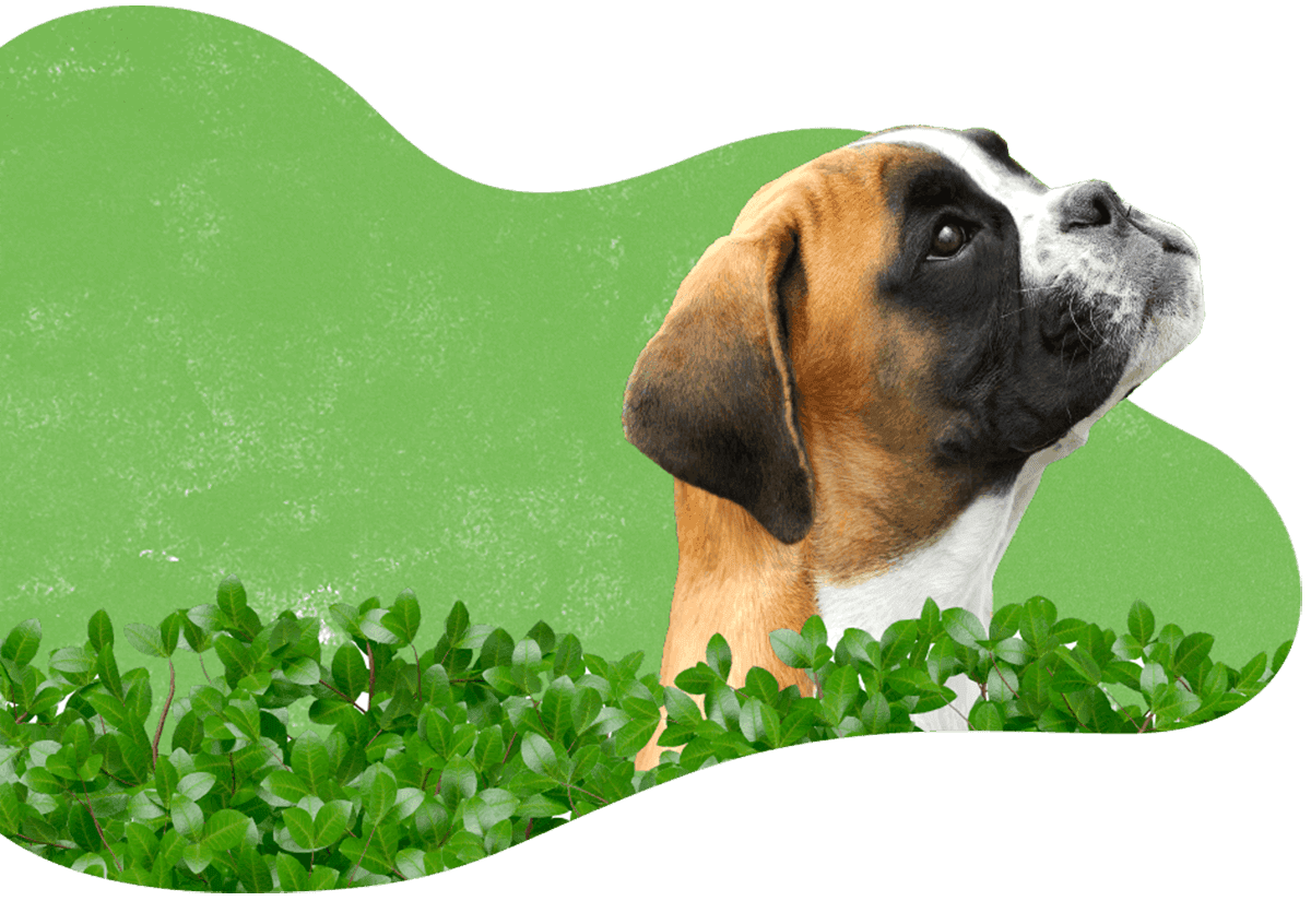 Cão feliz