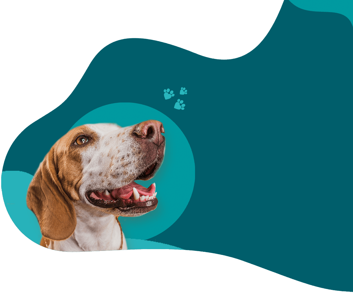 Conceito Animal
