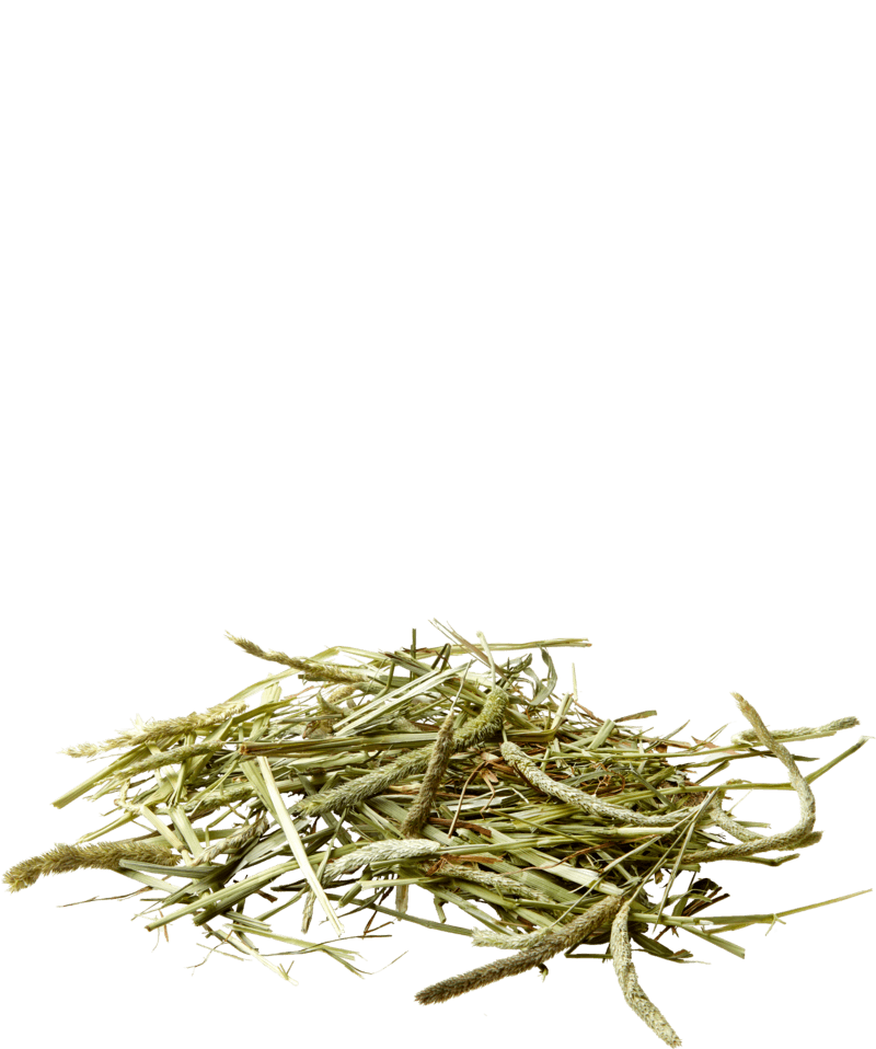 Feno Nature Timothy Hay - Versele-Laga - 4 Unidades - 2