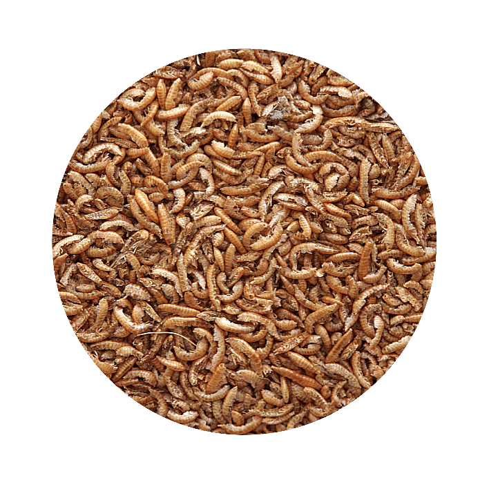 Pet Cup - Gammarus para Tartarugas - 2