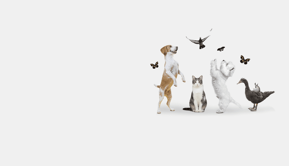 Conceito Animal - Animais